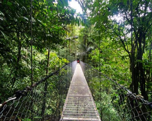 Puentes colgantes en la Fortuna sobre vegetación verde